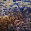 The Collect Pond - Celebrity Worship - Single